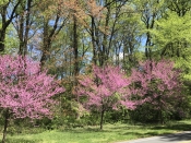 Eastern Red Bud